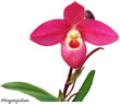 phragmipedium 020.jpg